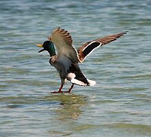 Balancing Act by Carol Barona