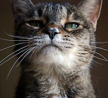 Do I Amuse You?! by jodi payne