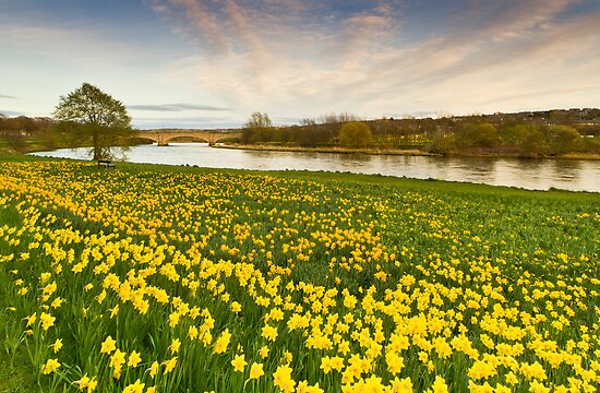 the daffodils by william wordsworth notes