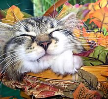 Venus ~ Cute Kitty Cat Kitten Sleeping in a Basket ~ Fall Colors by Chantal PhotoPix