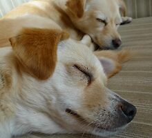 Sleepy sleepers :D by KanaShow