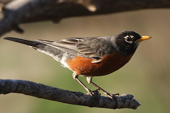 http://ih0.redbubble.net/work.1024970.4.flat,550x550,075,f.american-robin.jpg