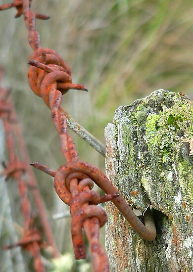 work.1354072.1.flat,550x550,075,f.barbed-wire-and-moss.jpg