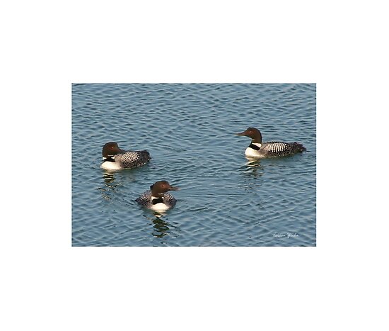common loon facts. tattoo images Common Loon