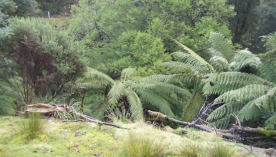plants in rainforest. lush rainforest plants in the