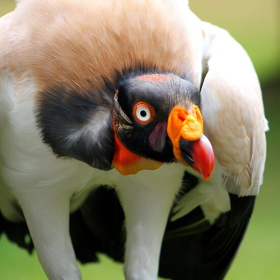 Pictures Of King Vulture - Free King Vulture pictures 