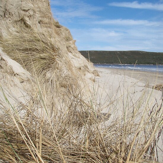 beach sand dunes. Ocean Beach sand dunes and
