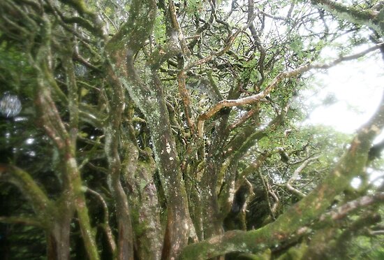 hawthorn tree. Enchanted Hawthorn tree. by