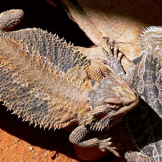 small-lizards-in-hawaii-names-of-lizards-in-bali