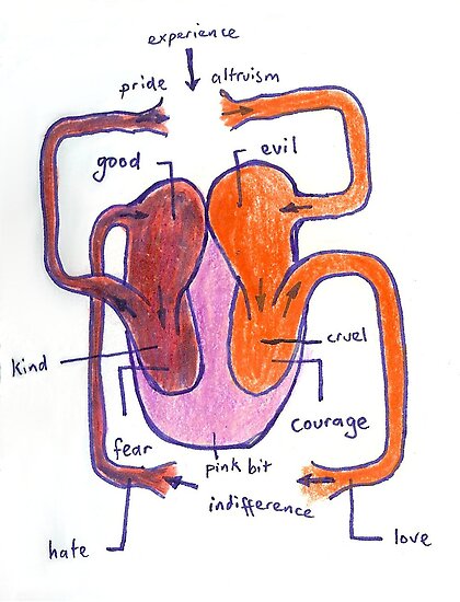 heart diagram belongs to the following groups: