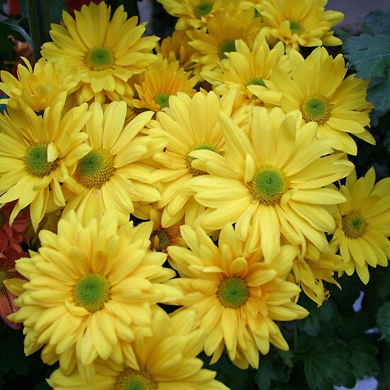 Happy Birthday Mom. Happy Birthday, Mom! by Linda