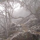Mt Wellington Fog by marcb
