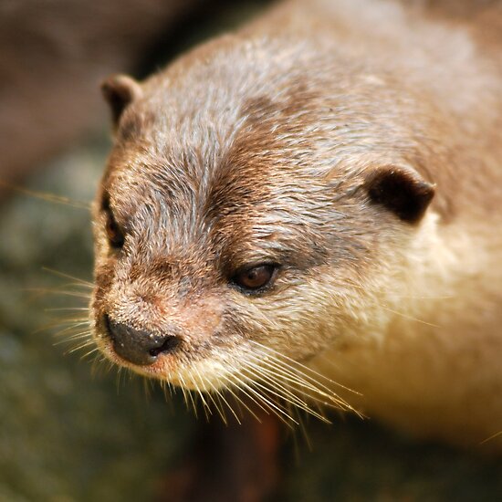 adult furry inflation stories work.2269894.2.flat,550x550,075,f.furry otter honeymoon sex tips. Related Link: Hot Honeymoon Sex