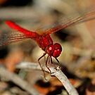 Red+dragonfly+wings