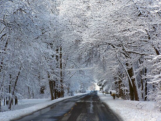 pictures of winter wonderland. Winter Wonderland by Maria