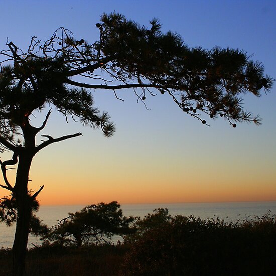 clipart sunset. pine tree silhouette clip art.
