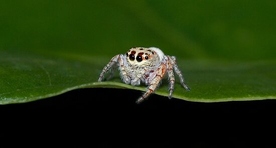 Physiognomy of Dridders and explanations Work.241856.11.flat,550x550,075,f.cute-spider