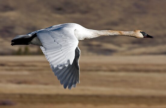 trumpeter swan book. trumpeter swan habitat.