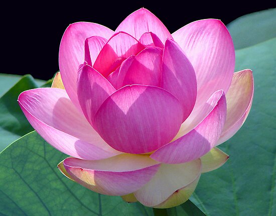 Do not look for 39tattoo 39 images Look for pictures of Lotus blossoms 