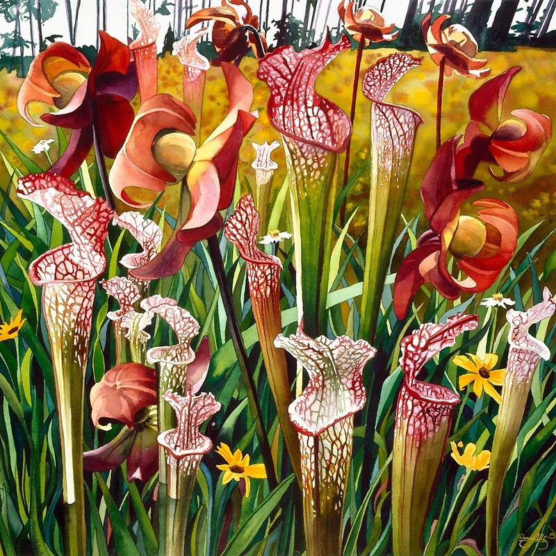 "Pitcher Plants" Spring Flowers Watercolor  by Paul Jackson
