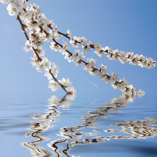 White apricot flowers with flowers background white. White apricot flowers with