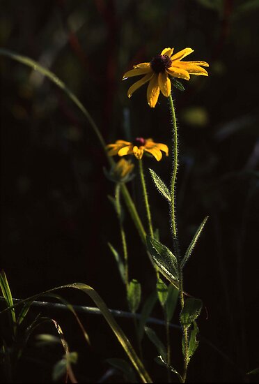 yellow flowers background. Yellow Flowers With Black