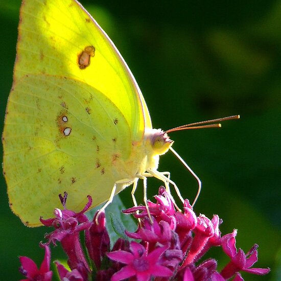 The Butterfly Plant