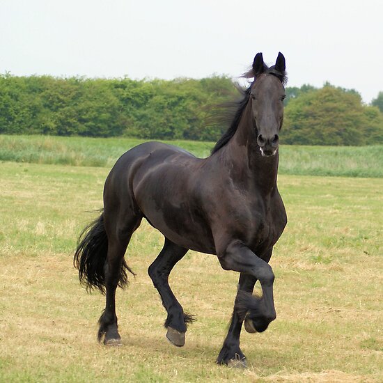 Cheval : Le frison Work.3370637.4.flat,550x550,075,f.we-all-love-frisian-horses