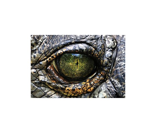 work.3527419.3.flat,550x550,075,f.eye-of-the-gharial.jpg