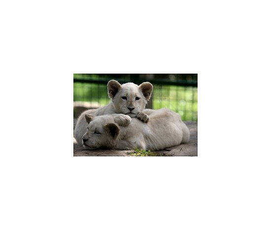 White Lion Cubs Cute. White Lion Cubs by Sheila