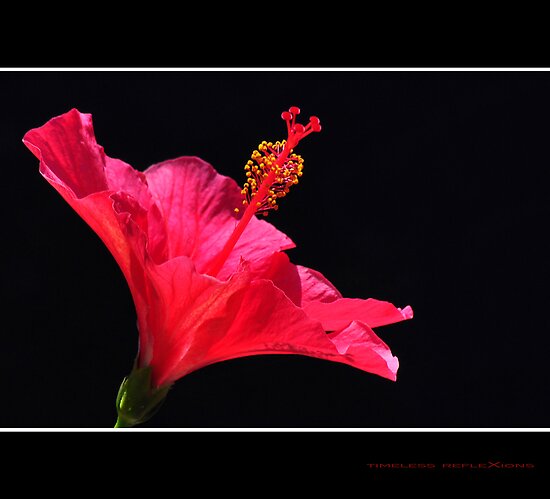 Hot Pink Background Images. Hot Pink Hibiscus against