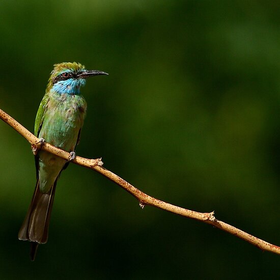 Green Bee-Eater பறவைகள். - Page 2 Work.3814356.2.flat,550x550,075,f.little-green-bee-eater