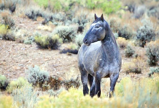 Camber Herd {Pick & Play} (Please! Join) Work.3965245.3.flat,550x550,075,f.the-watchful-eye-wild-blue-roan-stallion