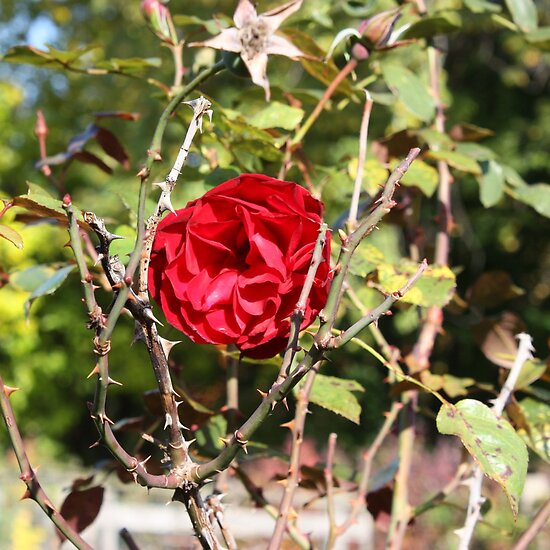 Thorns And Berries Ma Vines With Thorns Weeds That Look Like Acacia