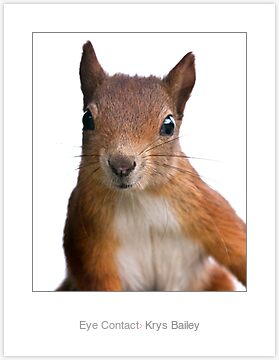 Red Squirrel Face