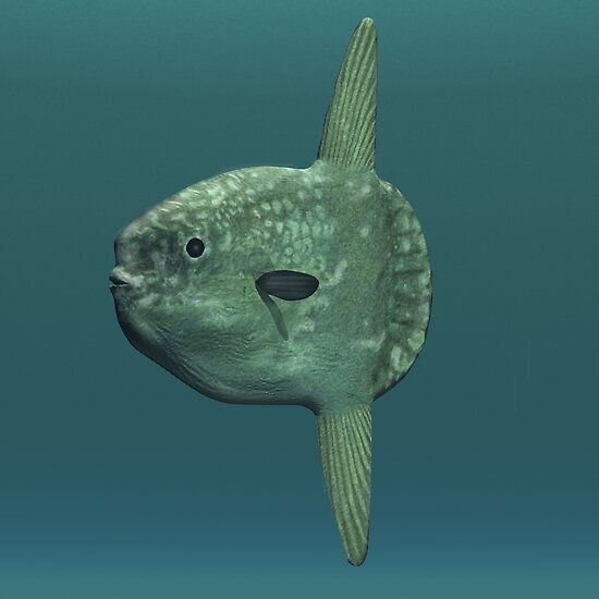 Ocean Sunfish (Mola Mola). by Walter Colvin