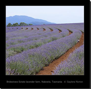 Tasmania Lavender