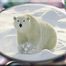 August Polar Bear by David Booth