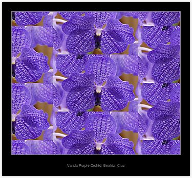 Vanda Orchids Purple