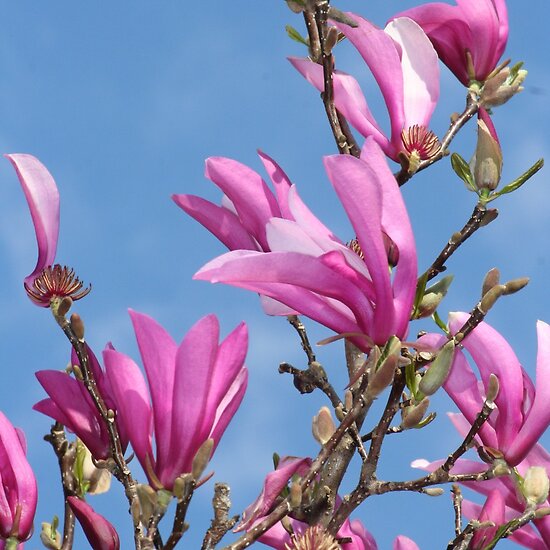 japanese magnolia tree pictures. Flowering Japanese Magnolia