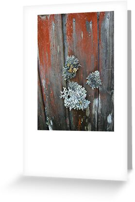 Lichen On Walls