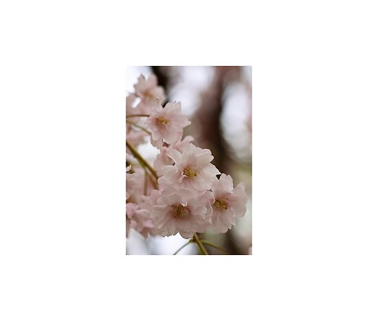 weeping cherry tree pictures. Weeping cherry tree blossoms