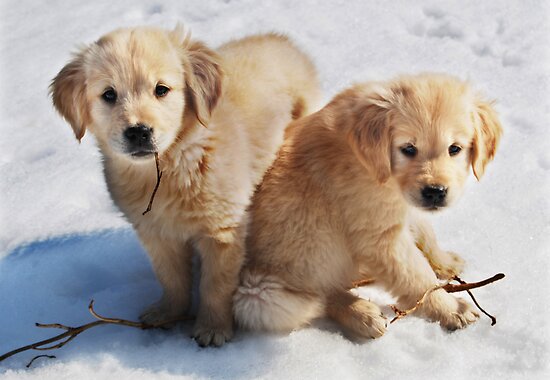 golden retriever puppies in the snow. quot;GOLDEN RETRIEVER PUPPIES