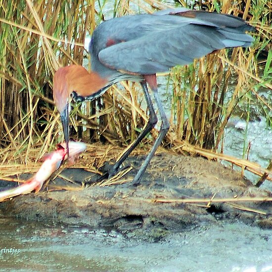 goliath tiger fish. HERON AND THE TIGER FISH 2