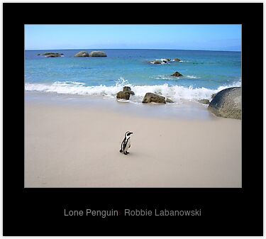 lone penguin