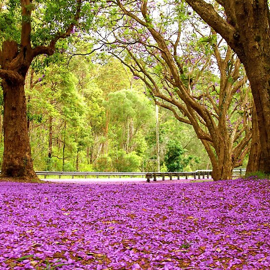 the gold coast queensland australia. Gold Coast - Queensland