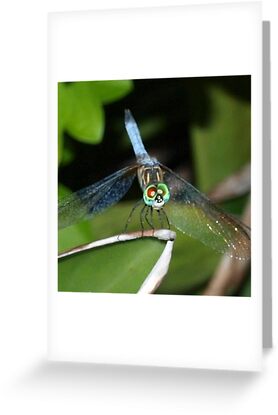 Dragonflies+pictures+to+color