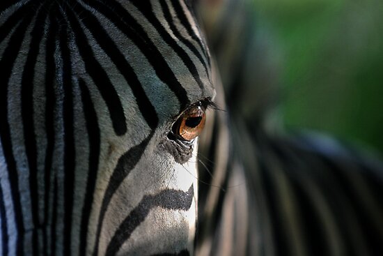 Zebra's Eye by Scotch Macaskill