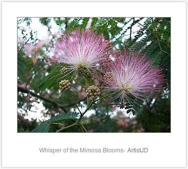 Mimosa Blooms