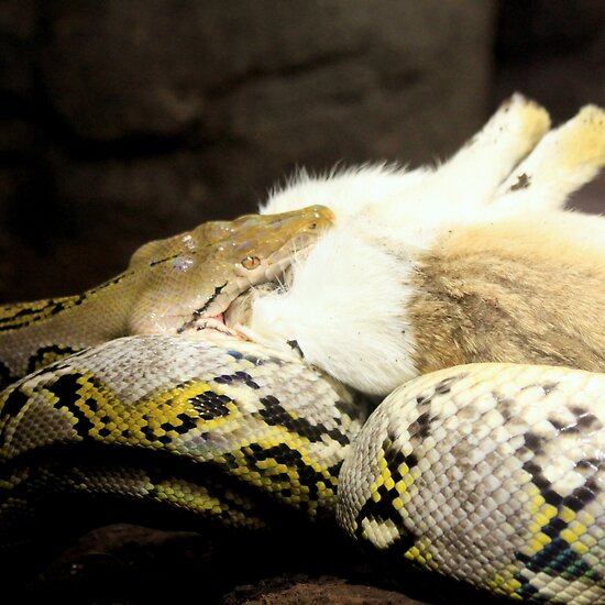 Python Rabbit